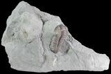 Inflated Flexicalymene Trilobite - Mt Orab, Ohio #85383-1